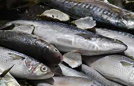 冻鱼入口流程和手续？