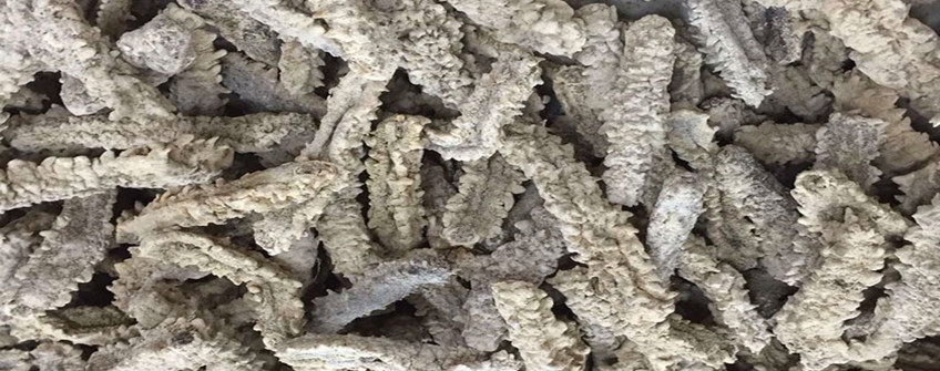 从加拿大入口海参怎样清关？需要哪些资质？