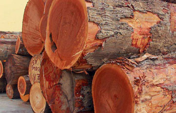 木料入口报关怎样申报？木料入口清关注重事项？