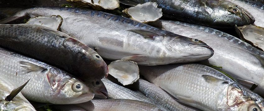 冻鱼入口流程和手续？