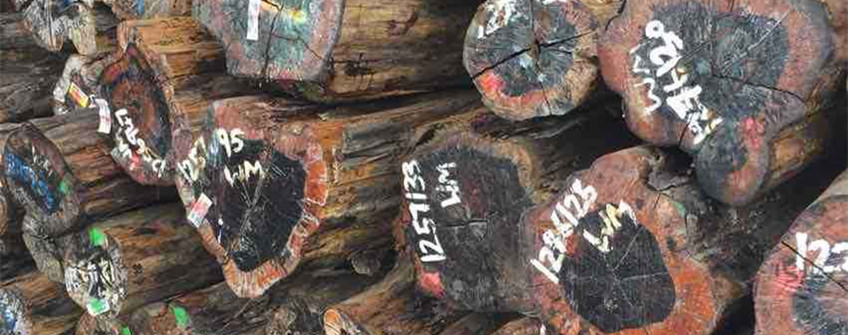 广州清关：南美铁豆木原木入口清关操作流程