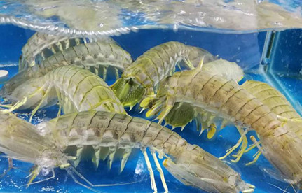 海鲜怎么入口报关？有哪些注重事项？