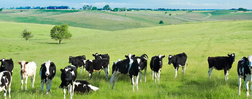 乳制品入口清关：乳制品入口所需条件及基本流程